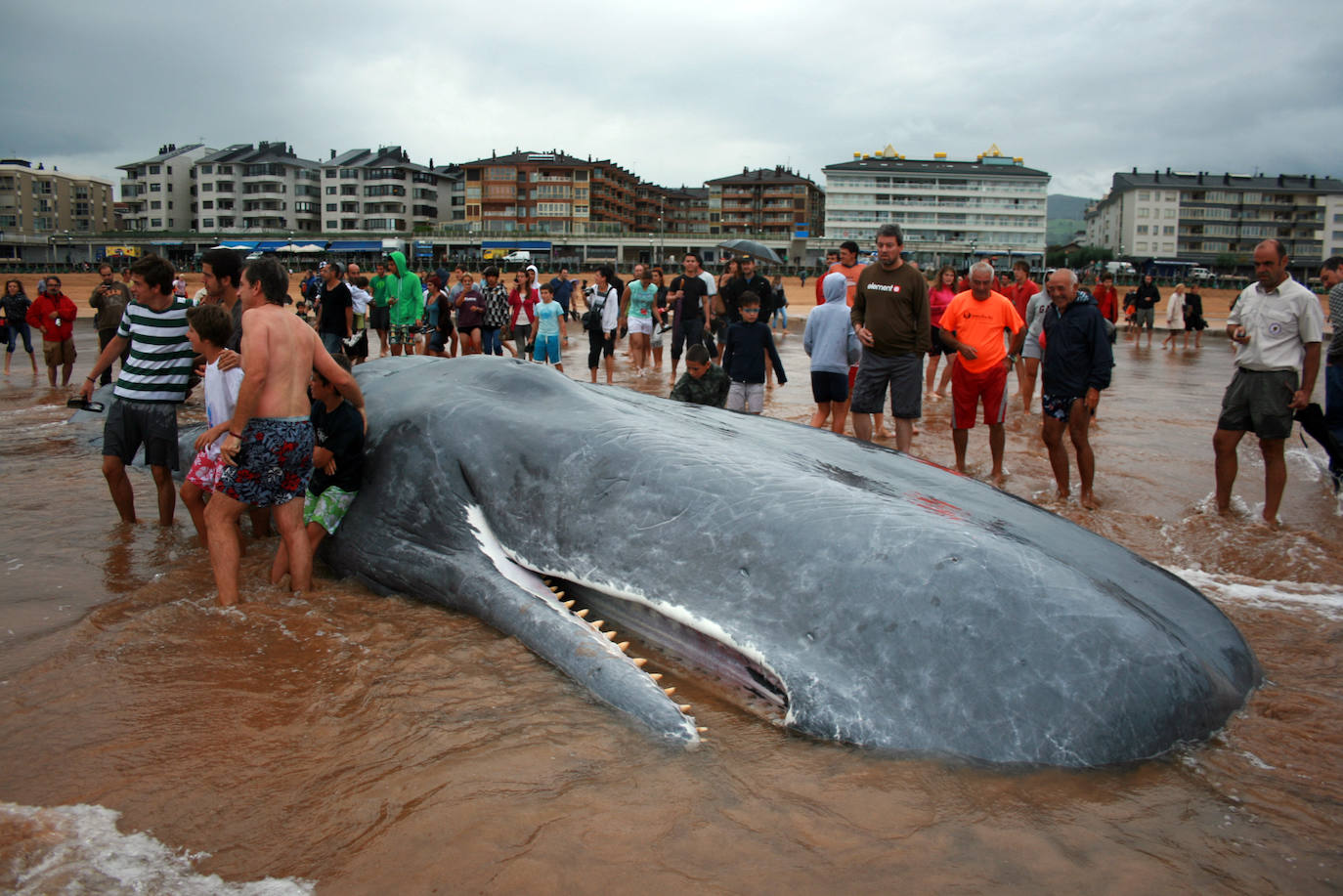 El mismo cachalote varado en la playa de Zarautz, hace doce años.