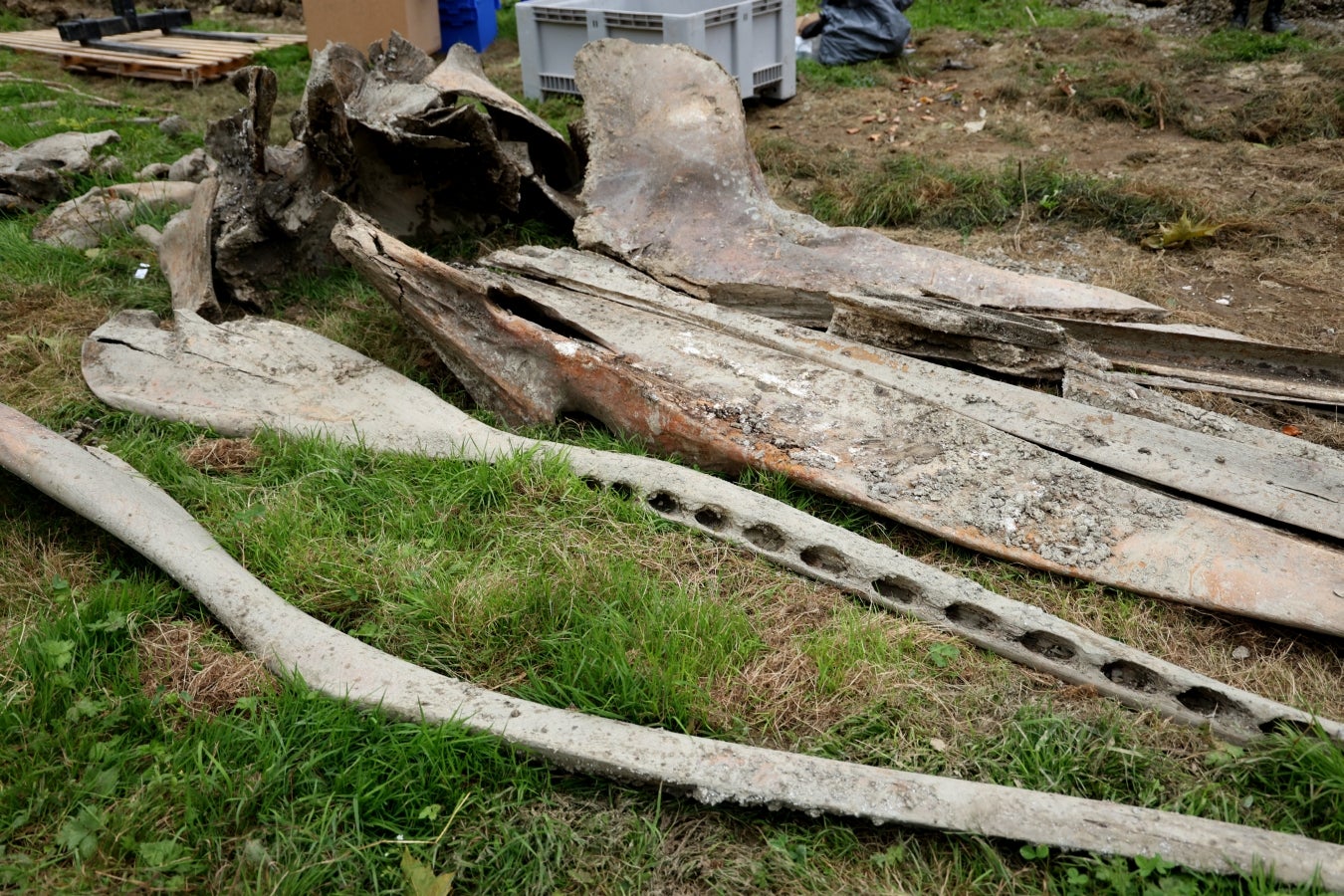 Desentierro del cachalote de Zarautz