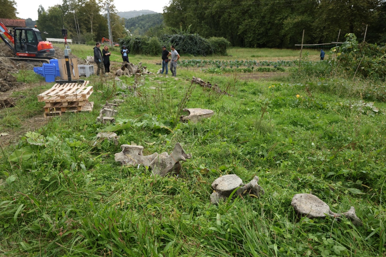 Desentierro del cachalote de Zarautz
