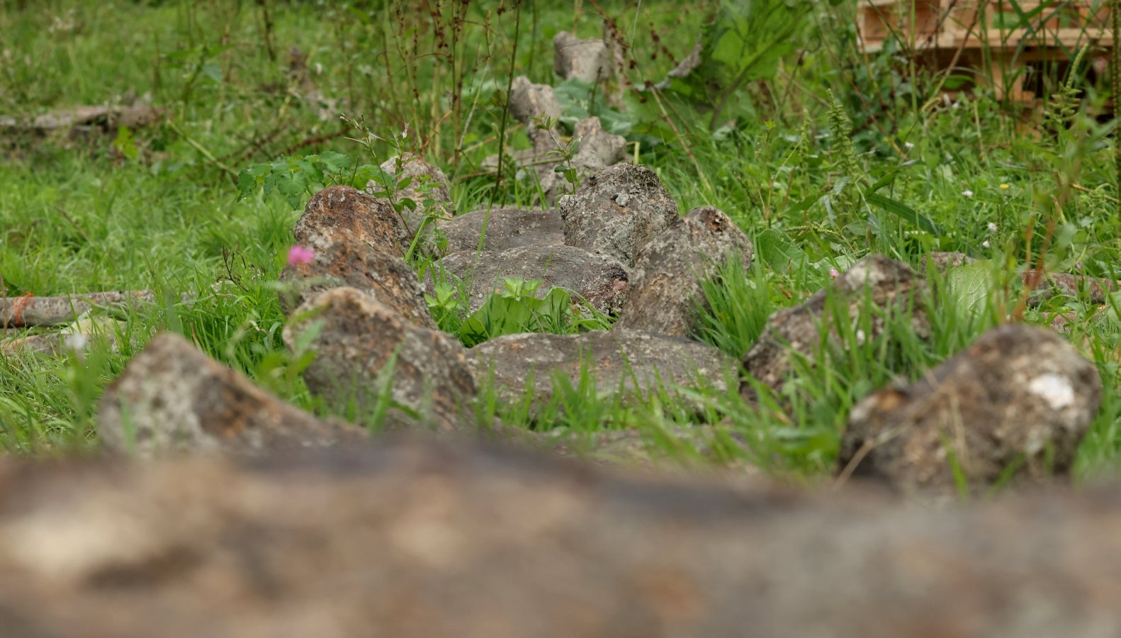 Desentierro del cachalote de Zarautz