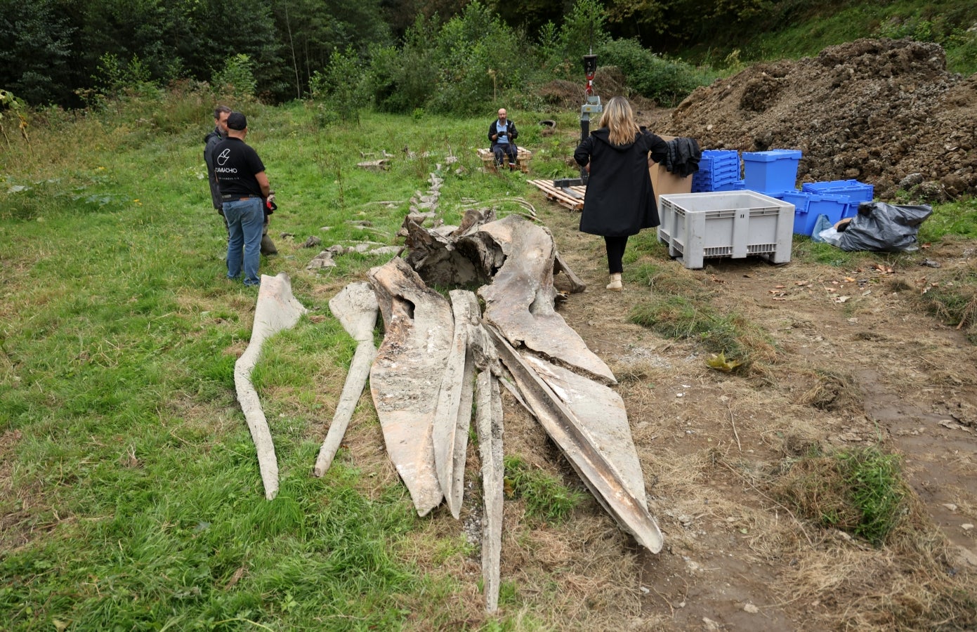 Desentierro del cachalote de Zarautz
