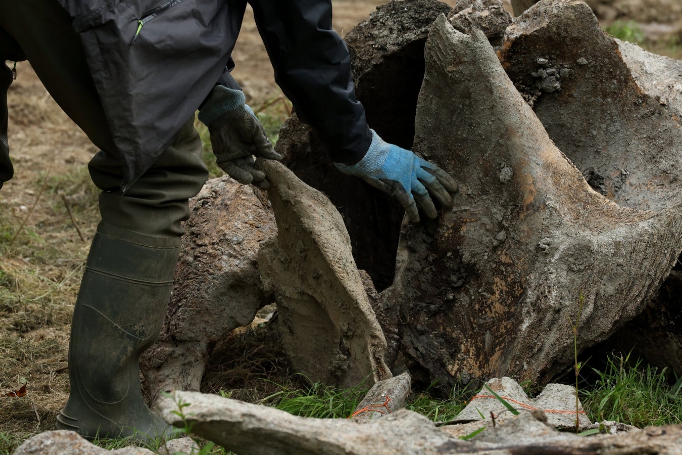 Desentierro del cachalote de Zarautz