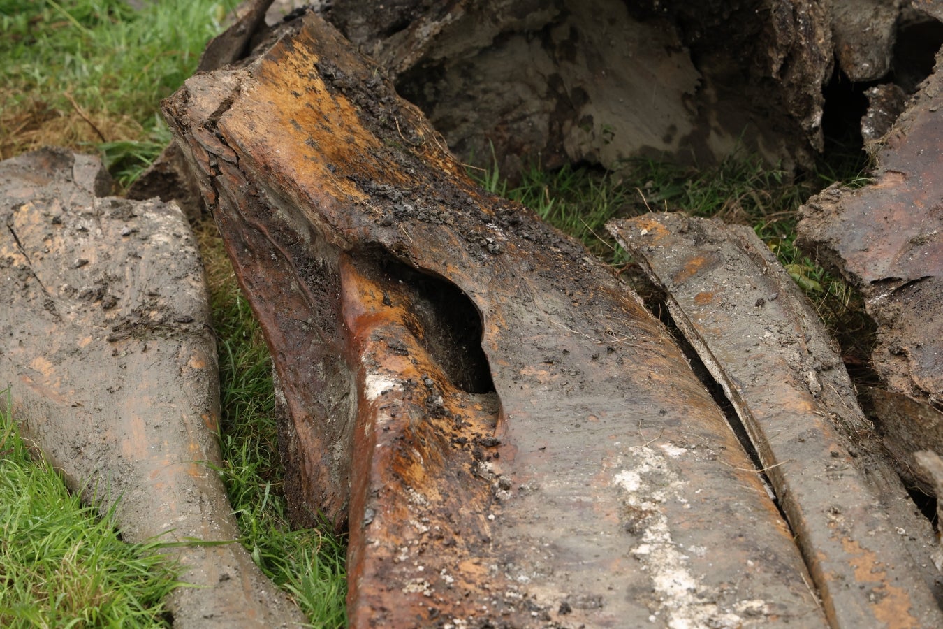 Desentierro del cachalote de Zarautz