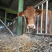 Así es el virus que afecta a las vacas de Gipuzkoa