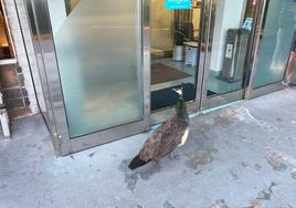 Los pavos reales visitan las urgencias del Hospital