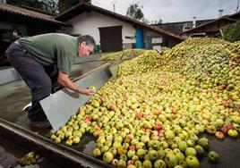 Iñaki Bengoetxea, de Ola, ante una cosecha de manzanas.
