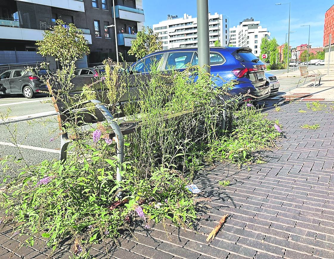 Una lectora nos remite esta fotografía de un banco devorado por la vegetación en el paseo Kristobaldegi del barrio de Txomin Enea. La falta de cuidado de los parques y jardines provoca imágenes como esta, en la que la naturaleza crece sin control y termina por inutilizar el mobiliario urbano.