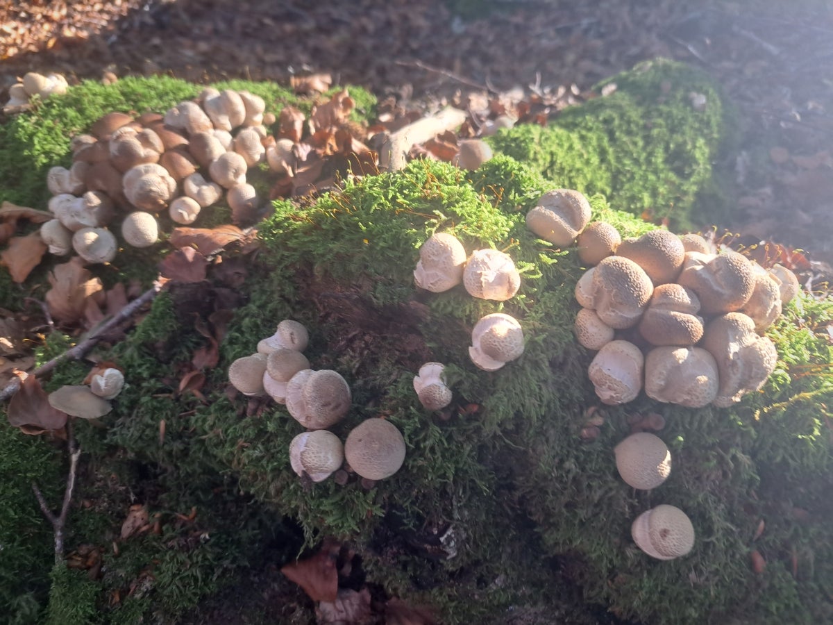 Descubriendo Aiztondo