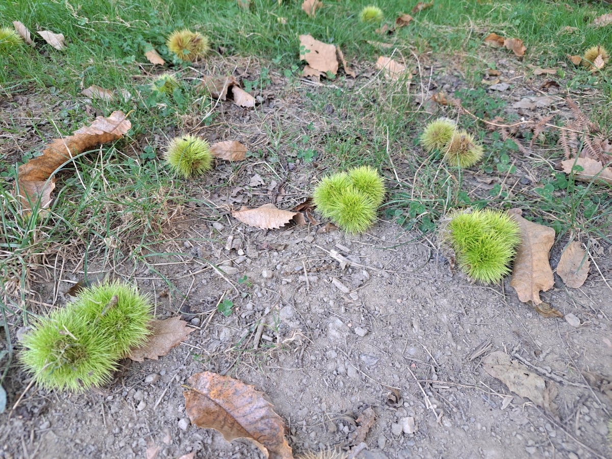Descubriendo Aiztondo