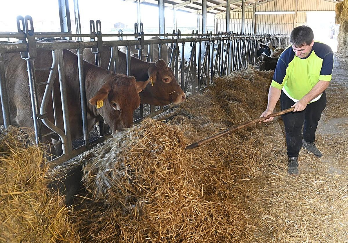 Un ganadero trabaja en una explotación guipuzcoana con varias vacas afectadas por la enfermedad hemorrágica epizoótica.