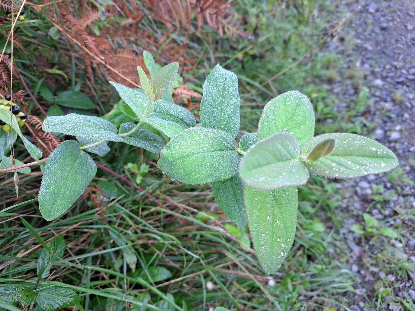 Uzturre, la cima de Tolosaldea