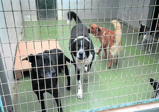 Perros en la Sociedad Protectora de Animales de Gipuzkoa el viernes a la espera de ser adoptados.