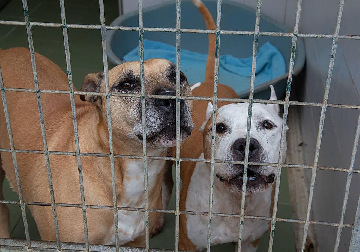 Imagen principal - Medio millar de animales, sobre todo perros y gatos, son abandonados al año en Donostia