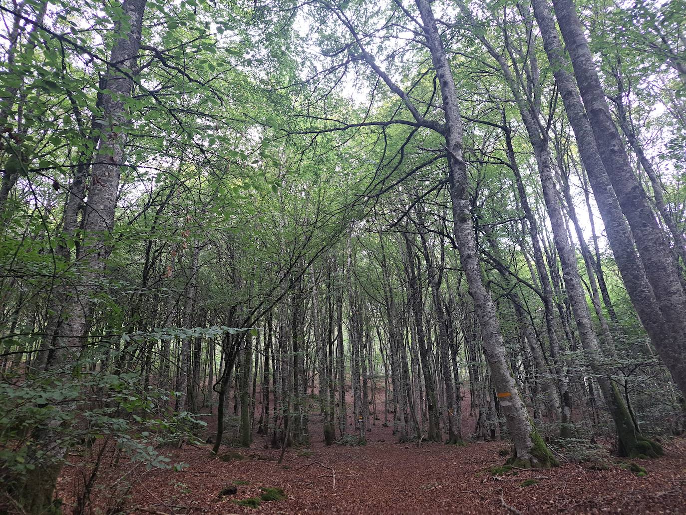 Arraldegaña, una cima oculta por robles centenarios en Navarra