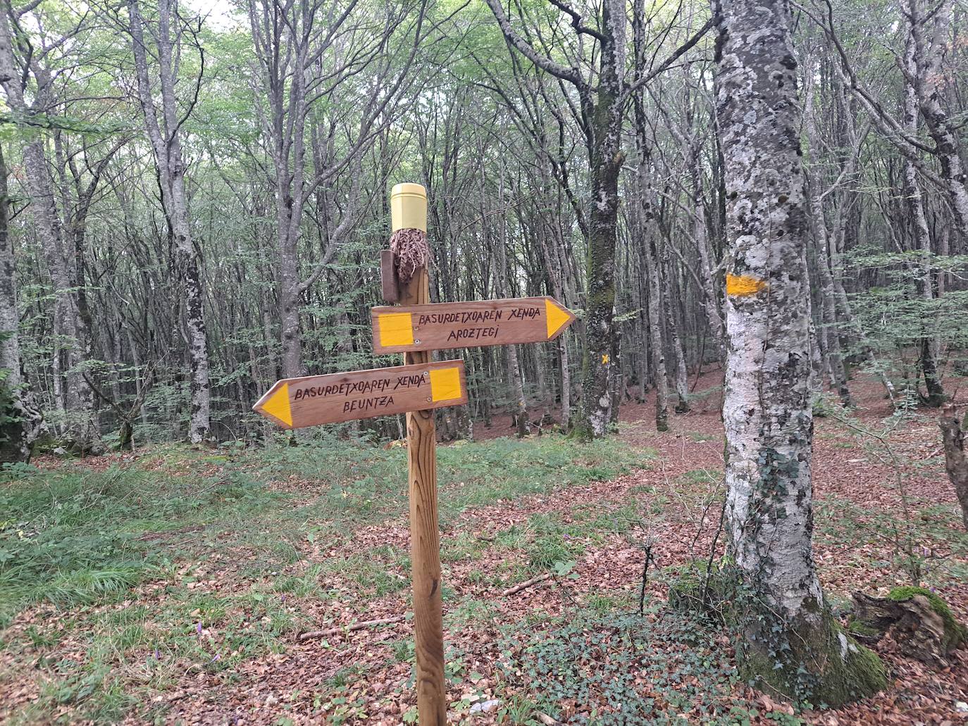 Arraldegaña, una cima oculta por robles centenarios en Navarra