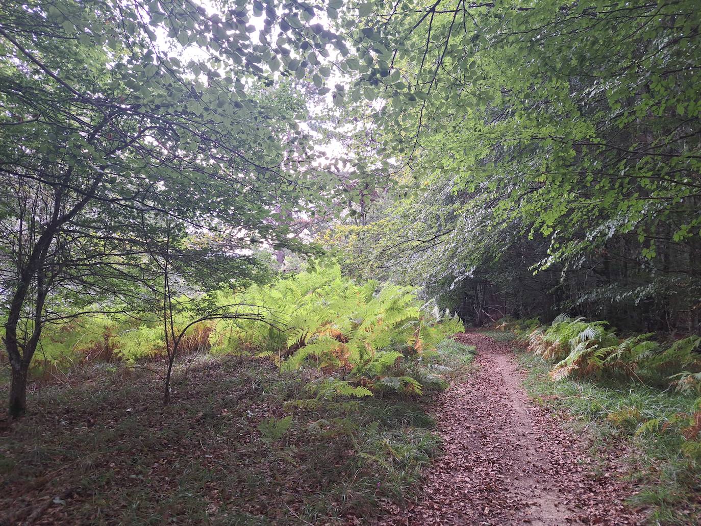 Arraldegaña, una cima oculta por robles centenarios en Navarra