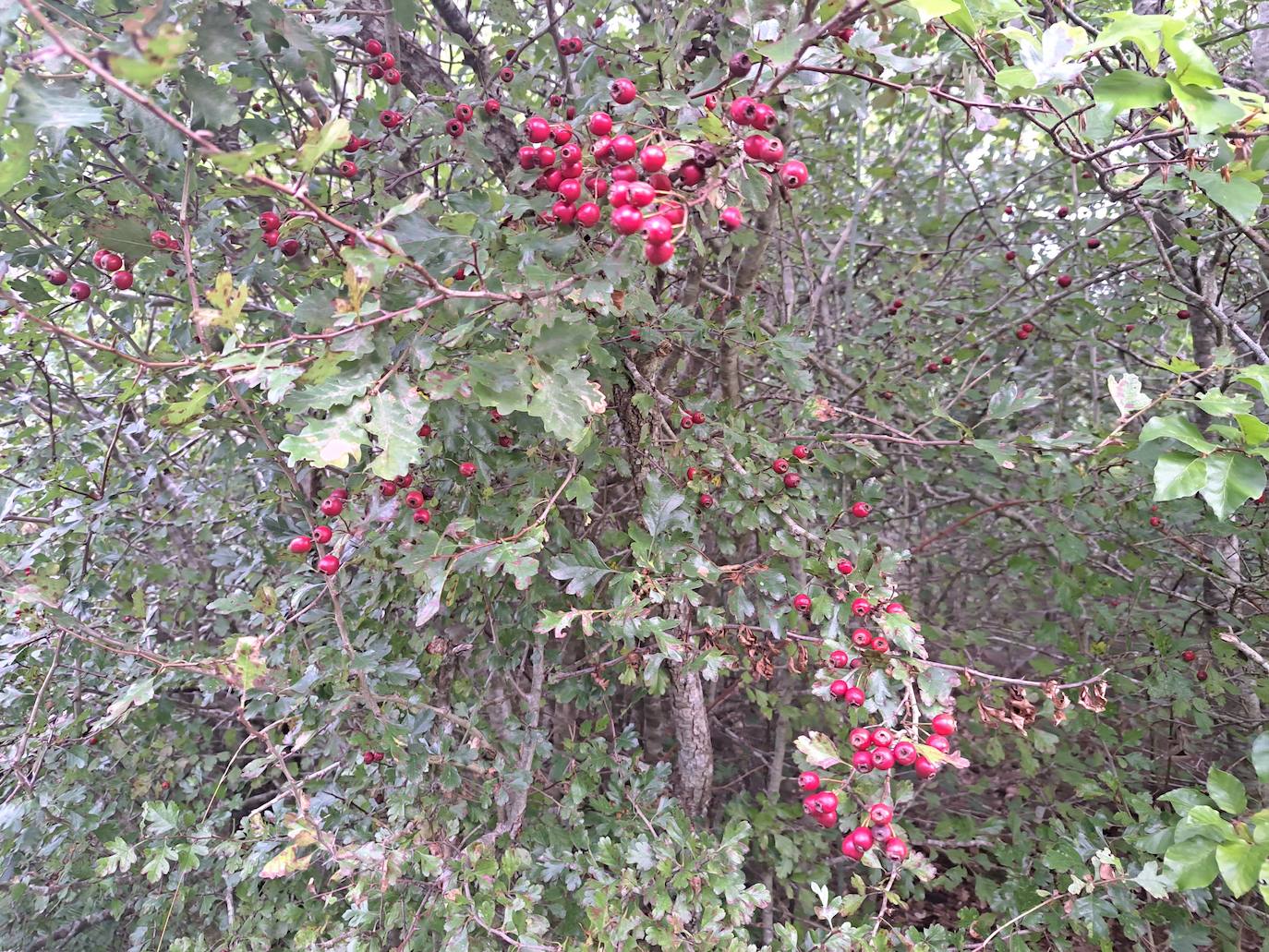 Arraldegaña, una cima oculta por robles centenarios en Navarra