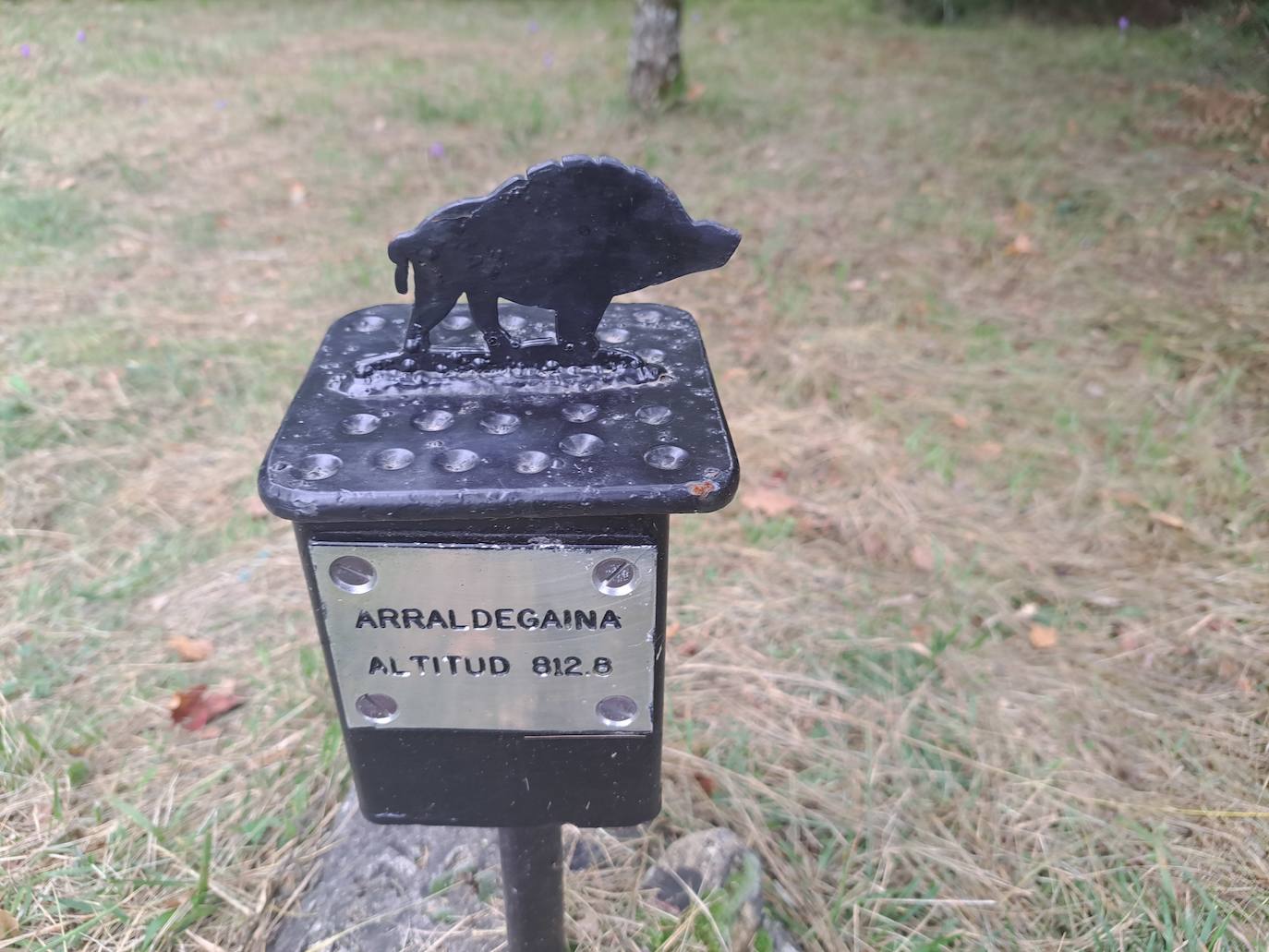 Arraldegaña, una cima oculta por robles centenarios en Navarra
