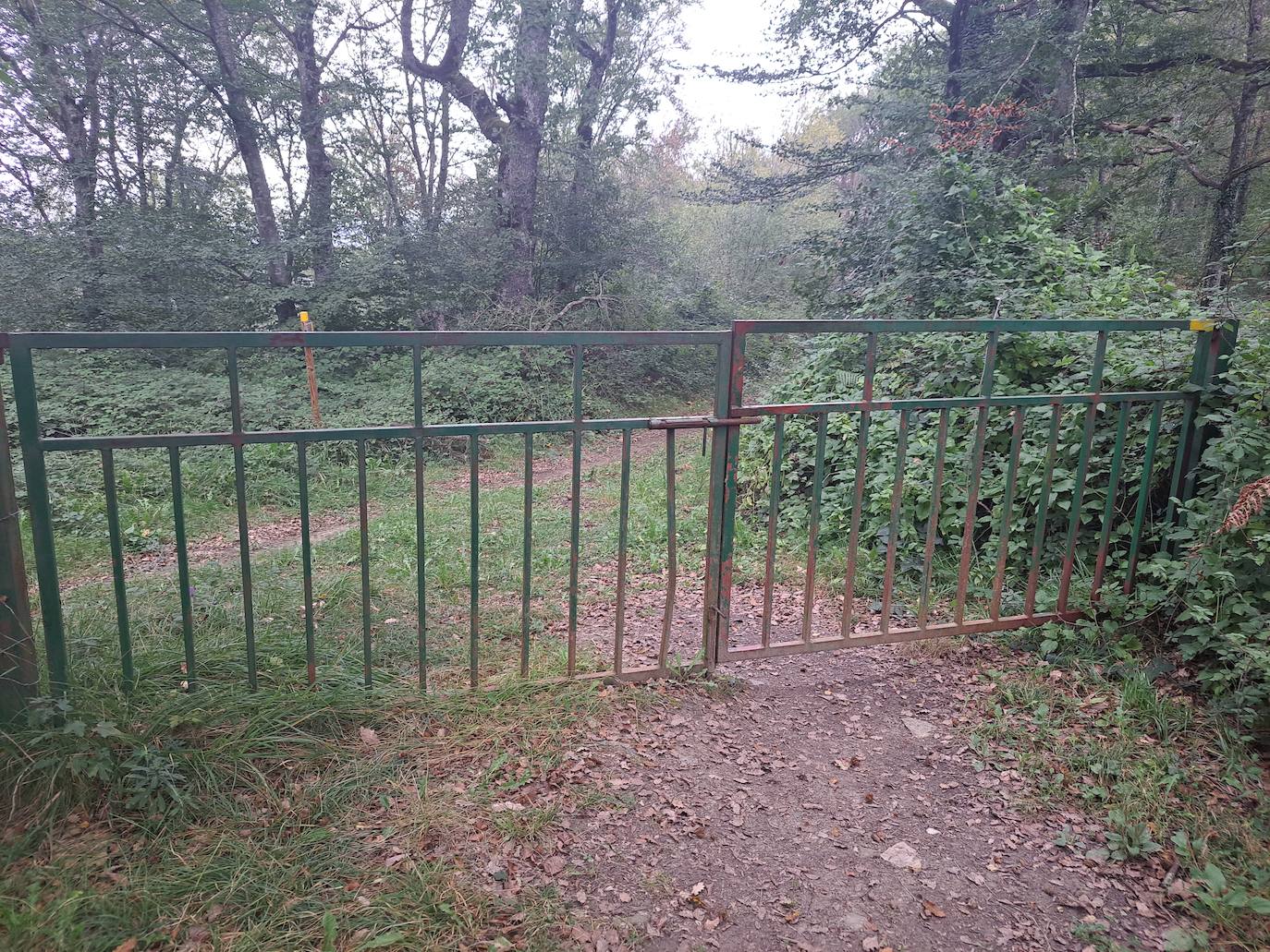 Arraldegaña, una cima oculta por robles centenarios en Navarra