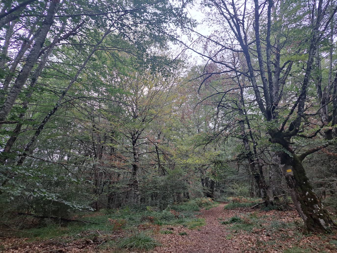 Arraldegaña, una cima oculta por robles centenarios en Navarra