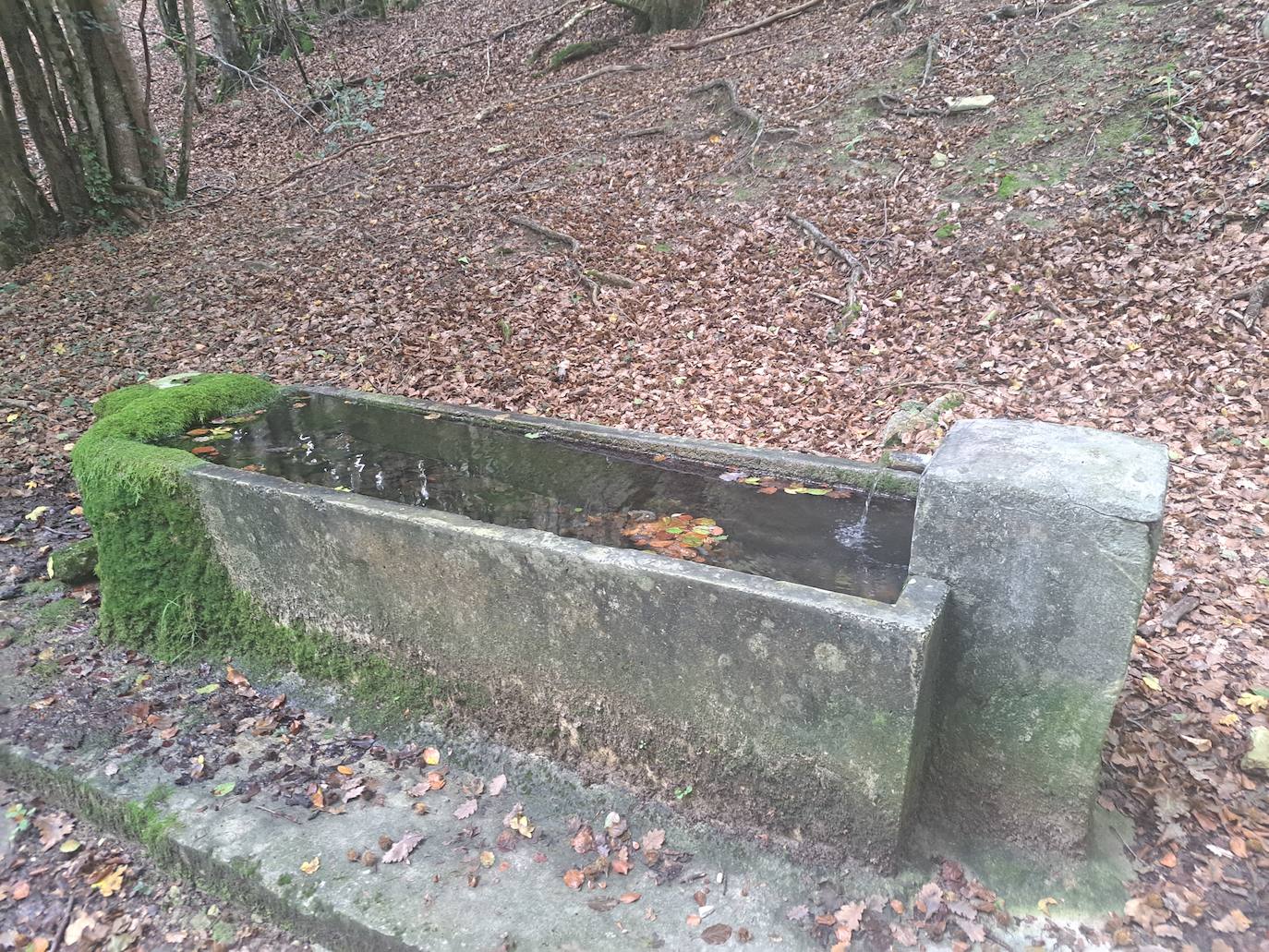 Arraldegaña, una cima oculta por robles centenarios en Navarra