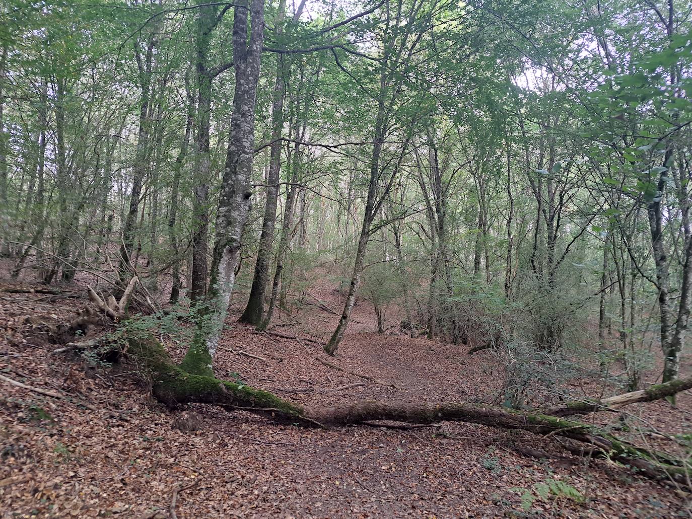 Arraldegaña, una cima oculta por robles centenarios en Navarra