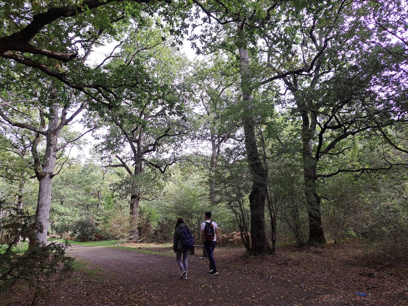 Arraldegaña, una cima oculta por robles centenarios en Navarra