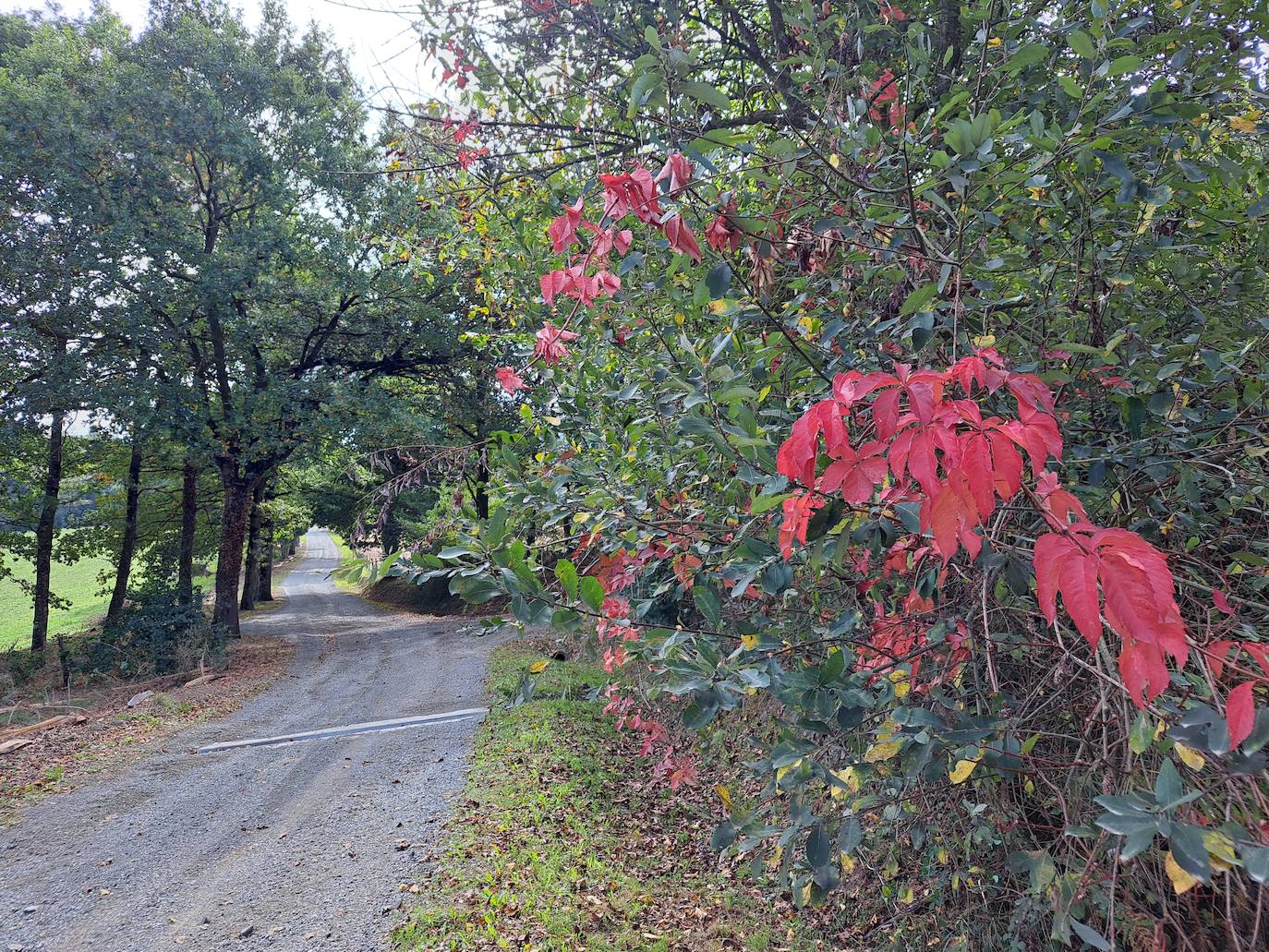 Arraldegaña, una cima oculta por robles centenarios en Navarra