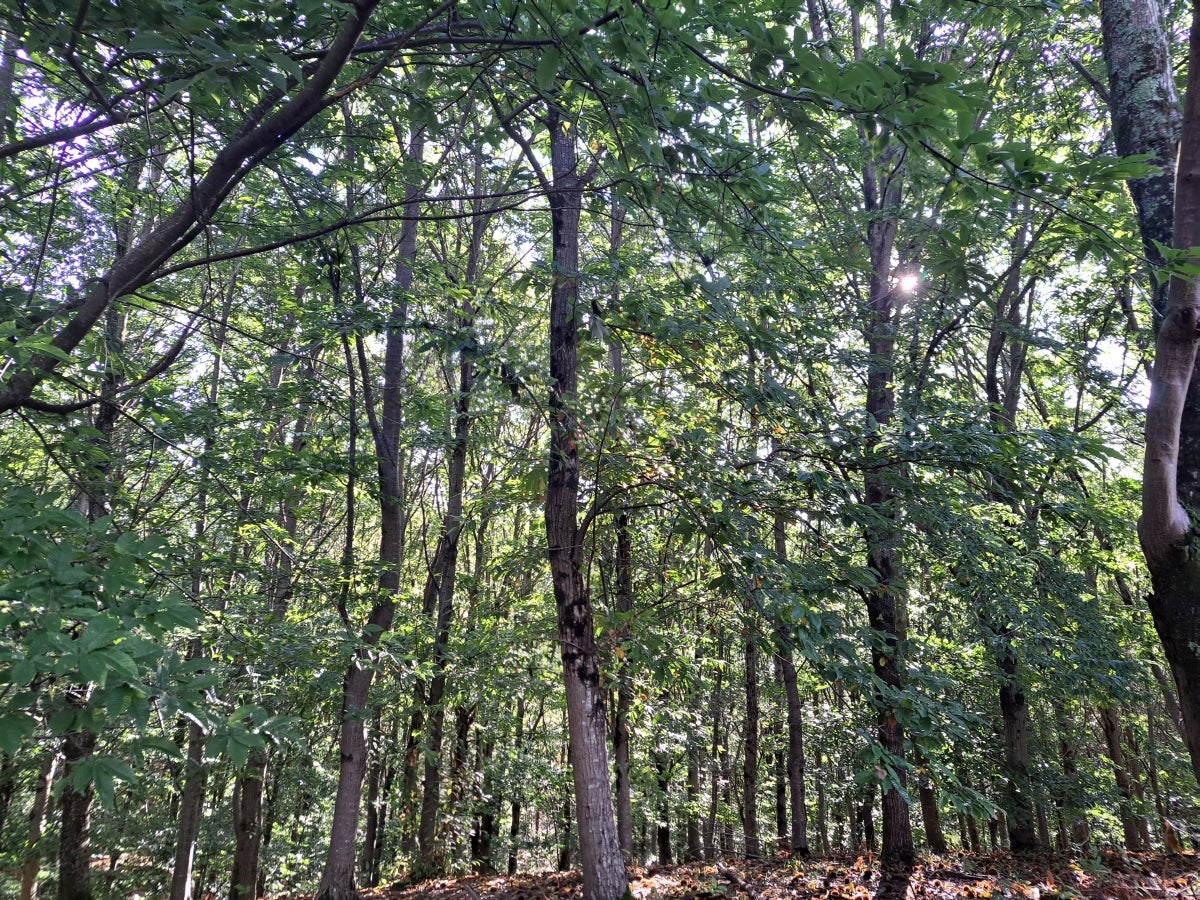 La ruta hasta Igoin, en imágenes