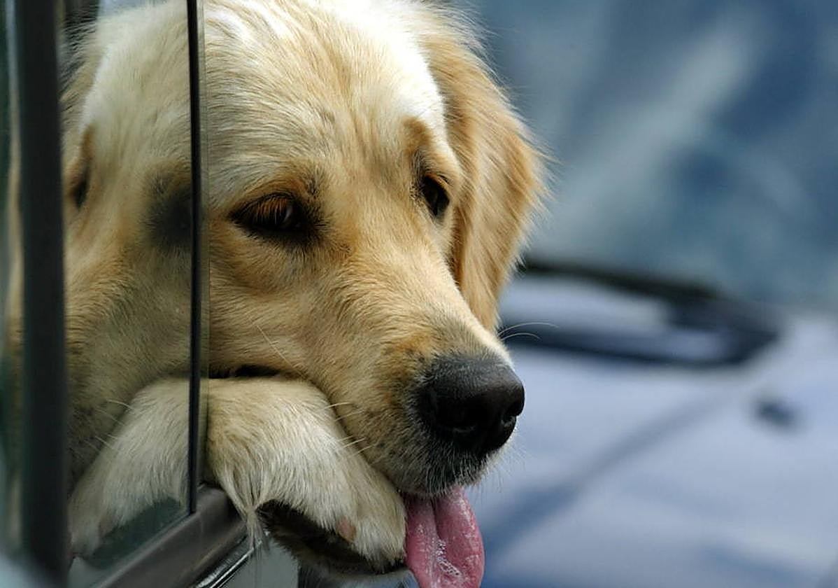 Dejar una mascota sola en el coche acarreará multas