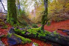 Euskal Herriko naturaguneak aztertuko ditu Natur Zientzien V. Topaketak