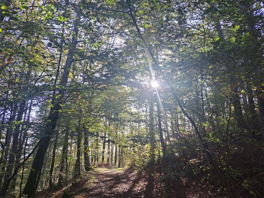 Gorostiaga: un bonito paseo por los montes de Legazpi
