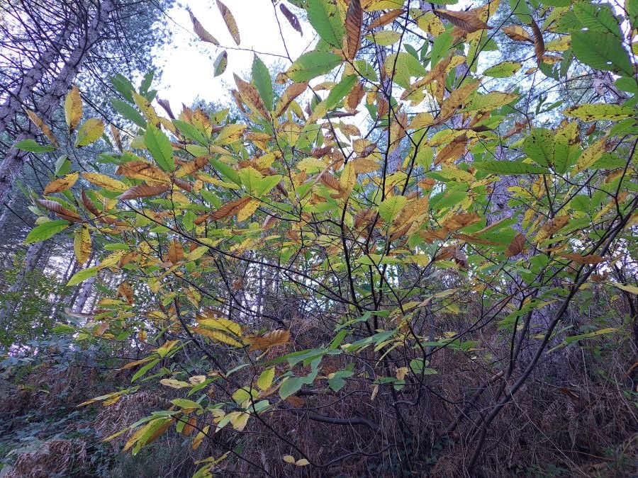 Gorostiaga: un bonito paseo por los montes de Legazpi