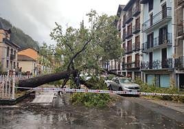 La caída del árbol ha provocado daños en un par de vehículos.