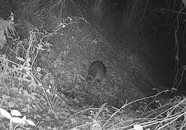 Imagen del mapache captado en una zona silvestre de Mutriku.