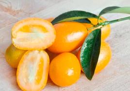 El kumquat o naranja china se puede disfrutar de un solo bocado, por su tamaño y su fina piel.