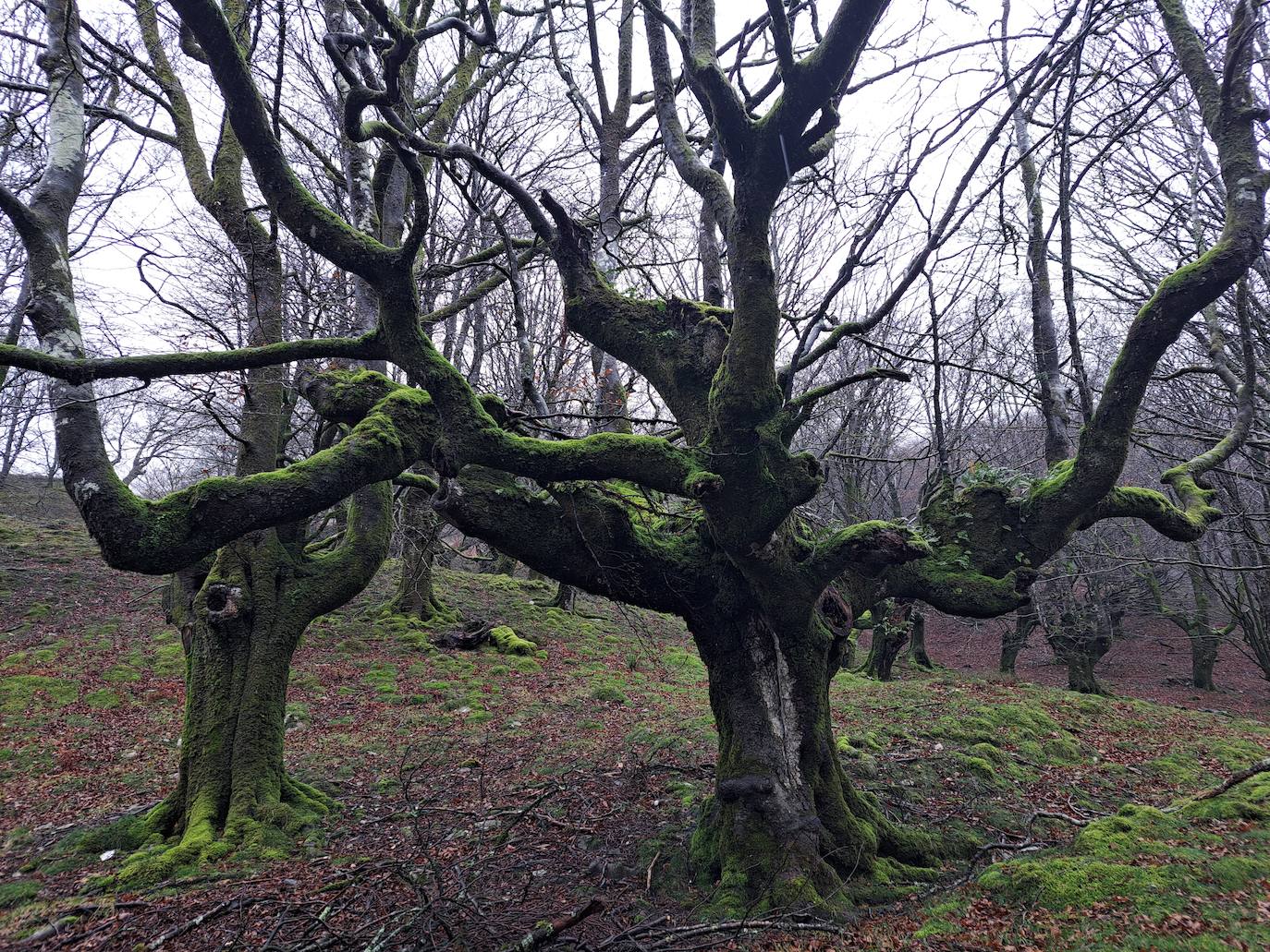 Leuneta. Baile entre betizus y niebla