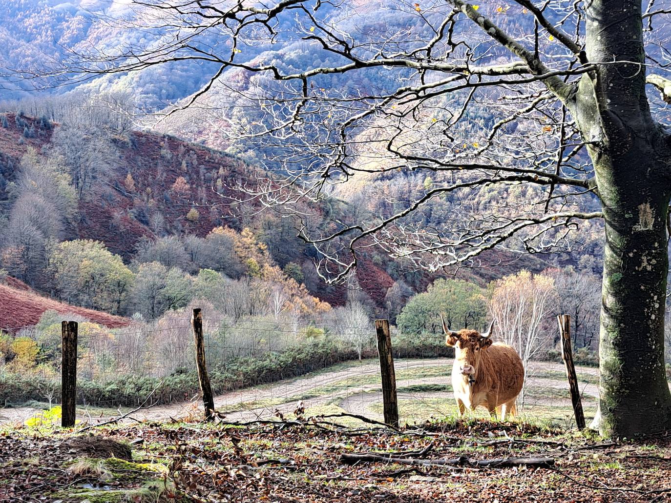 Leuneta. Baile entre betizus y niebla