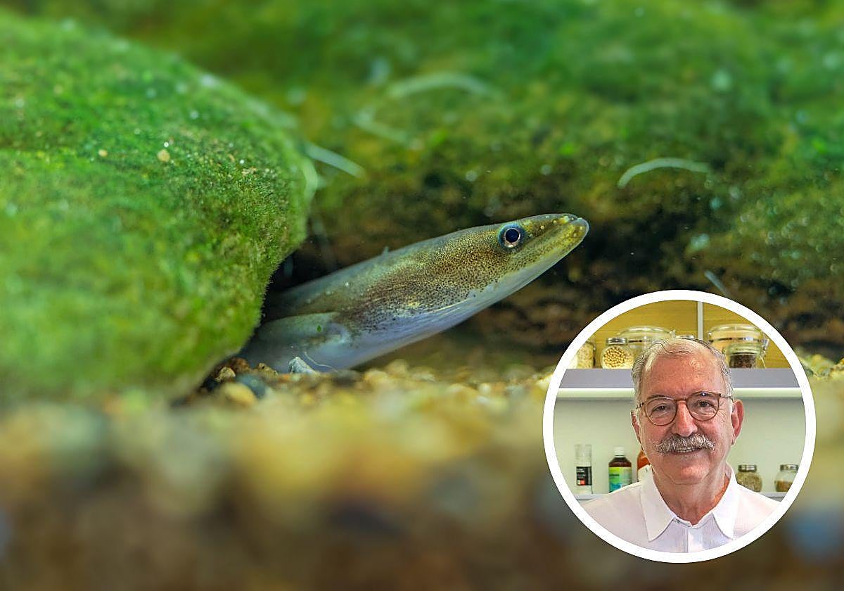 La anguila europea se encuentra en peligro de extinción.