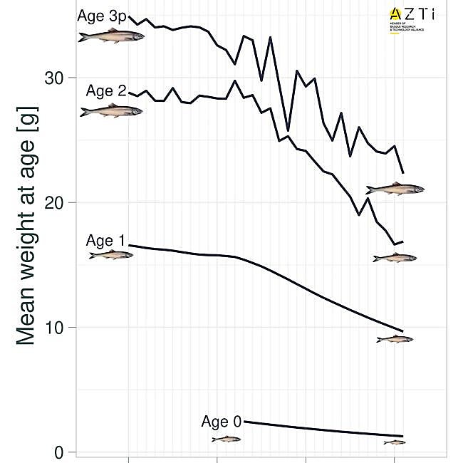 Comparación del peso de las anchoas en diferentes edades.