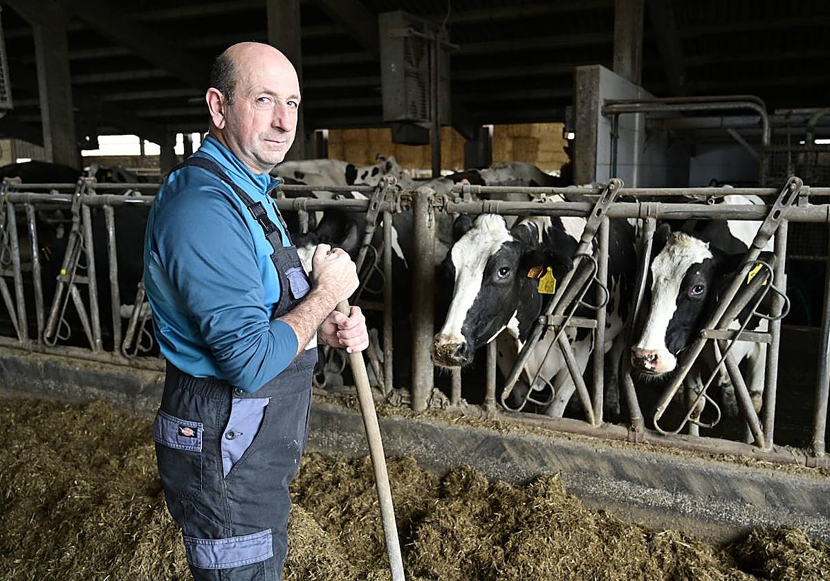 Mikel Arteaga, en el baserri Bulano, de Asteasu, junto a algunos de sus vacas lecheras.