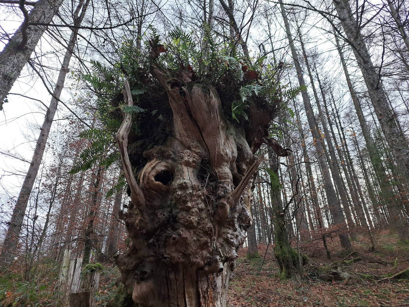 Arburu, una cima sobre Berastegi