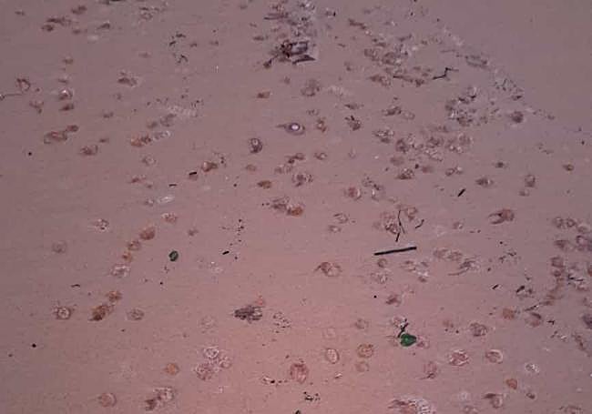 Las salpas, este viernes en La Concha.