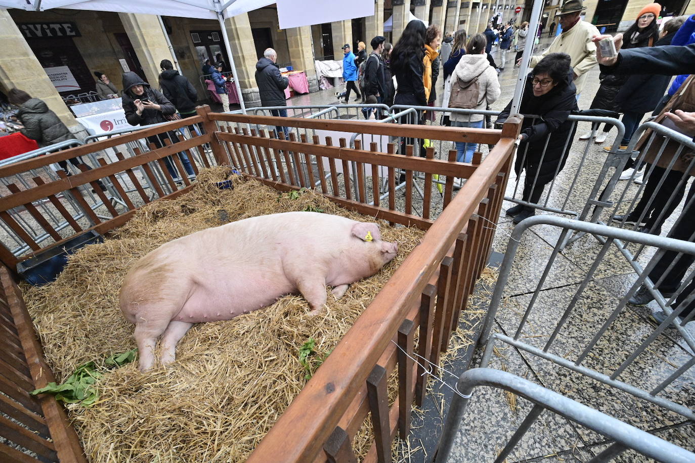 'Xixili' acapara todas las miradas en San Sebastián, en la feria de Santo Tomás.