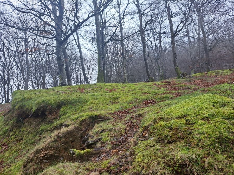 Mendaur: un regalo para la vista