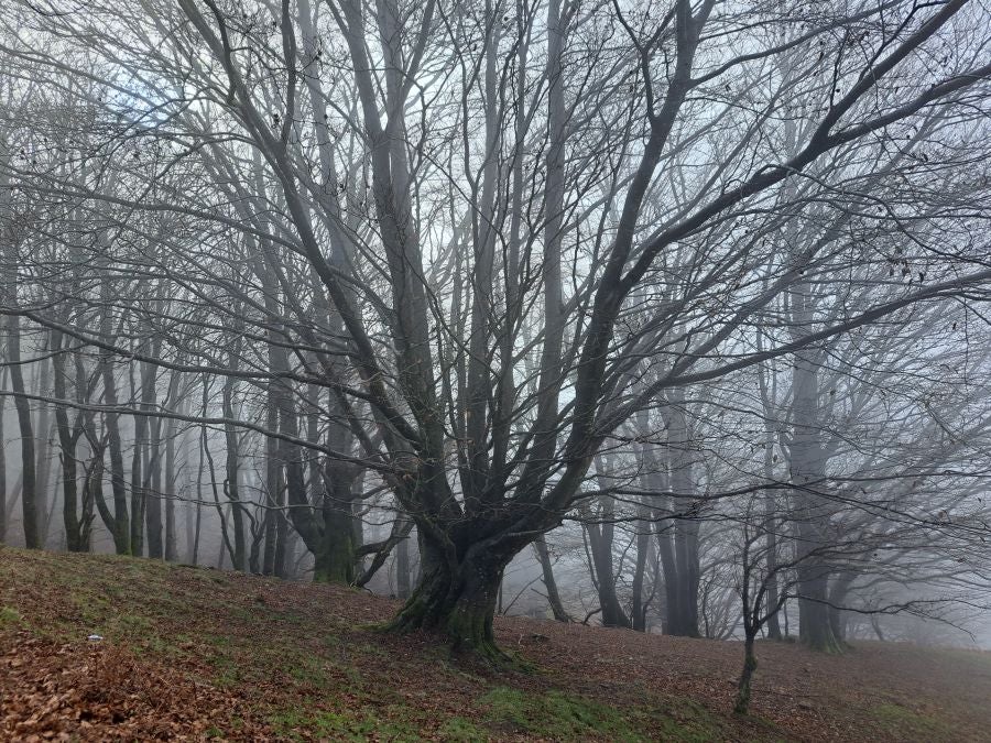 Mendaur: un regalo para la vista