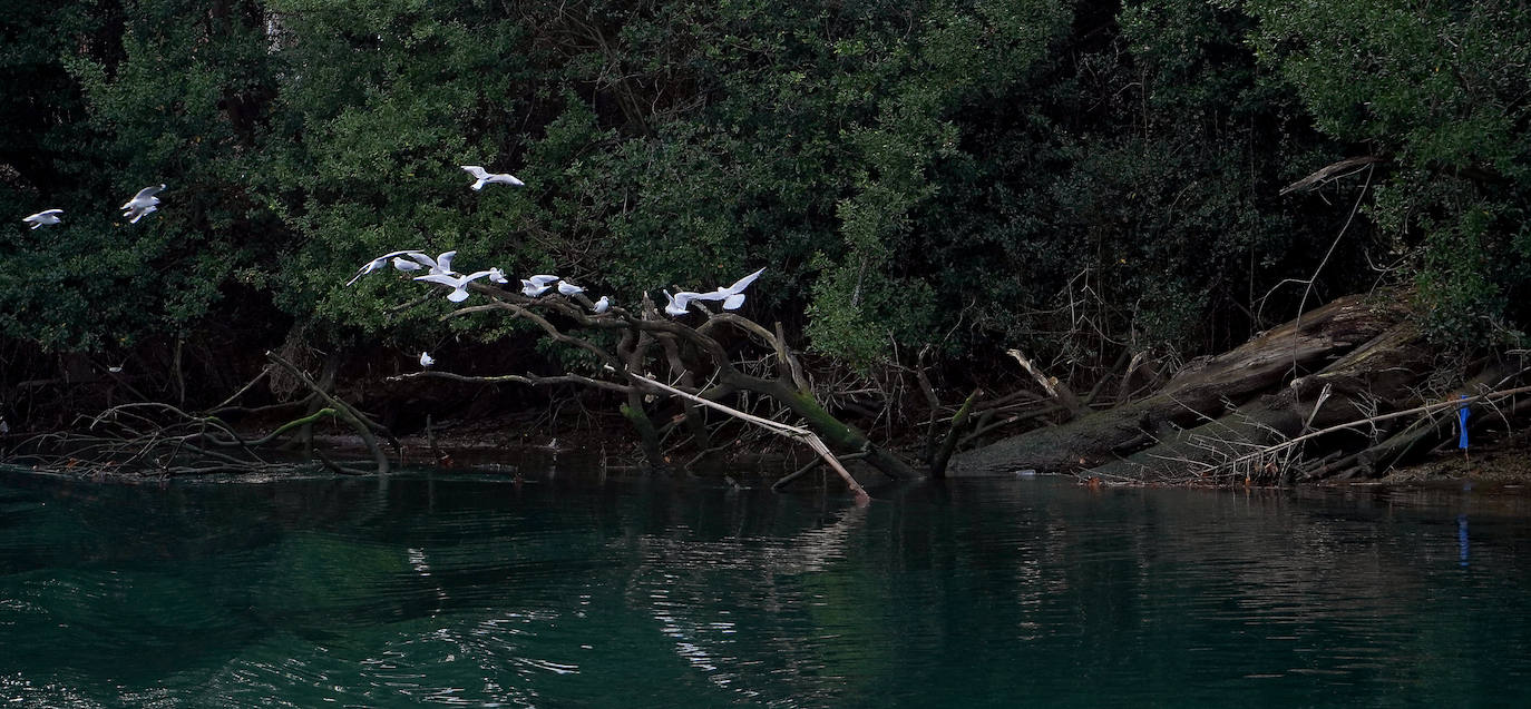 Fotos: Paseos solidarios por el Urumea