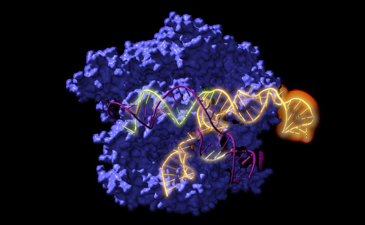 CIC nanoGUNE: Descubren una herramienta ancestral para abordar el cáncer o la diabetes