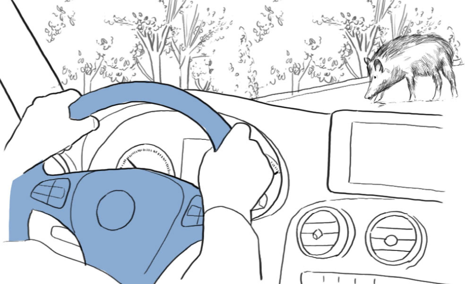 ¿Qué hacer si te encuentras un animal en la carretera?