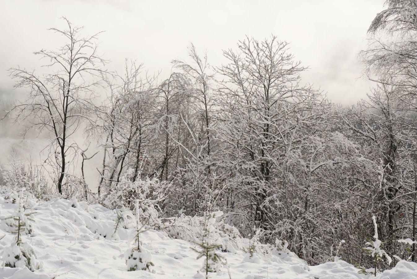 Fotos: Albiztur, zurituta
